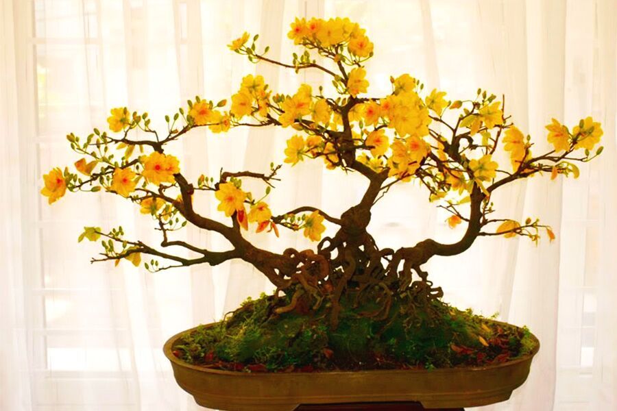 用传统喷壶给盆景树浇水的手