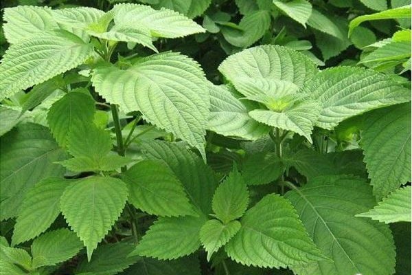 香薷 (Kinh Giới)