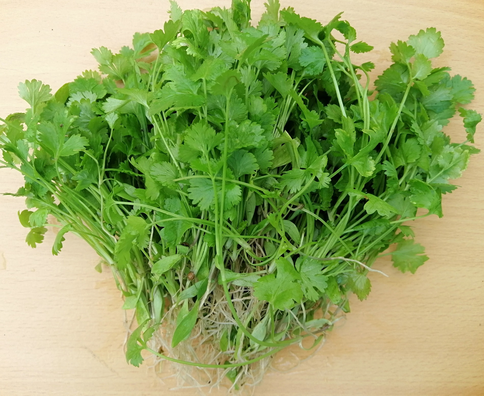 香菜 (芫荽)