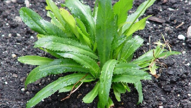刺芹 (缅甸香菜)