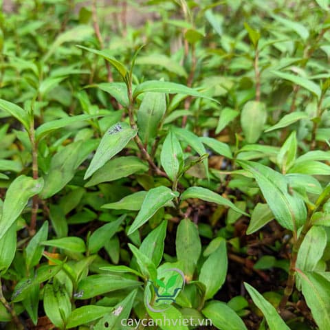 越南香菜 (叻沙叶)