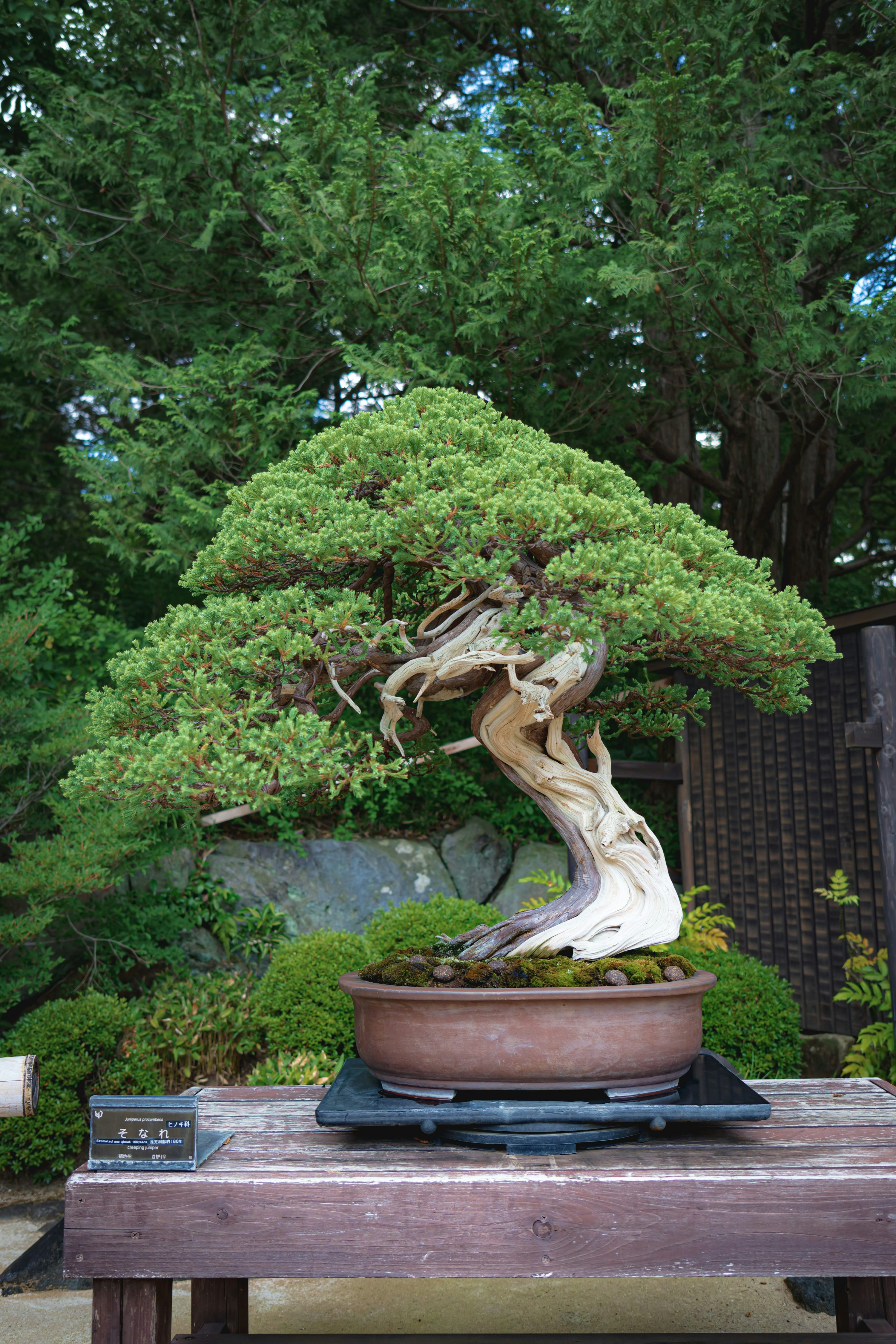 Bonsai 1