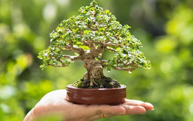 Bonsai 3