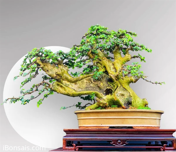 Bonsai 4