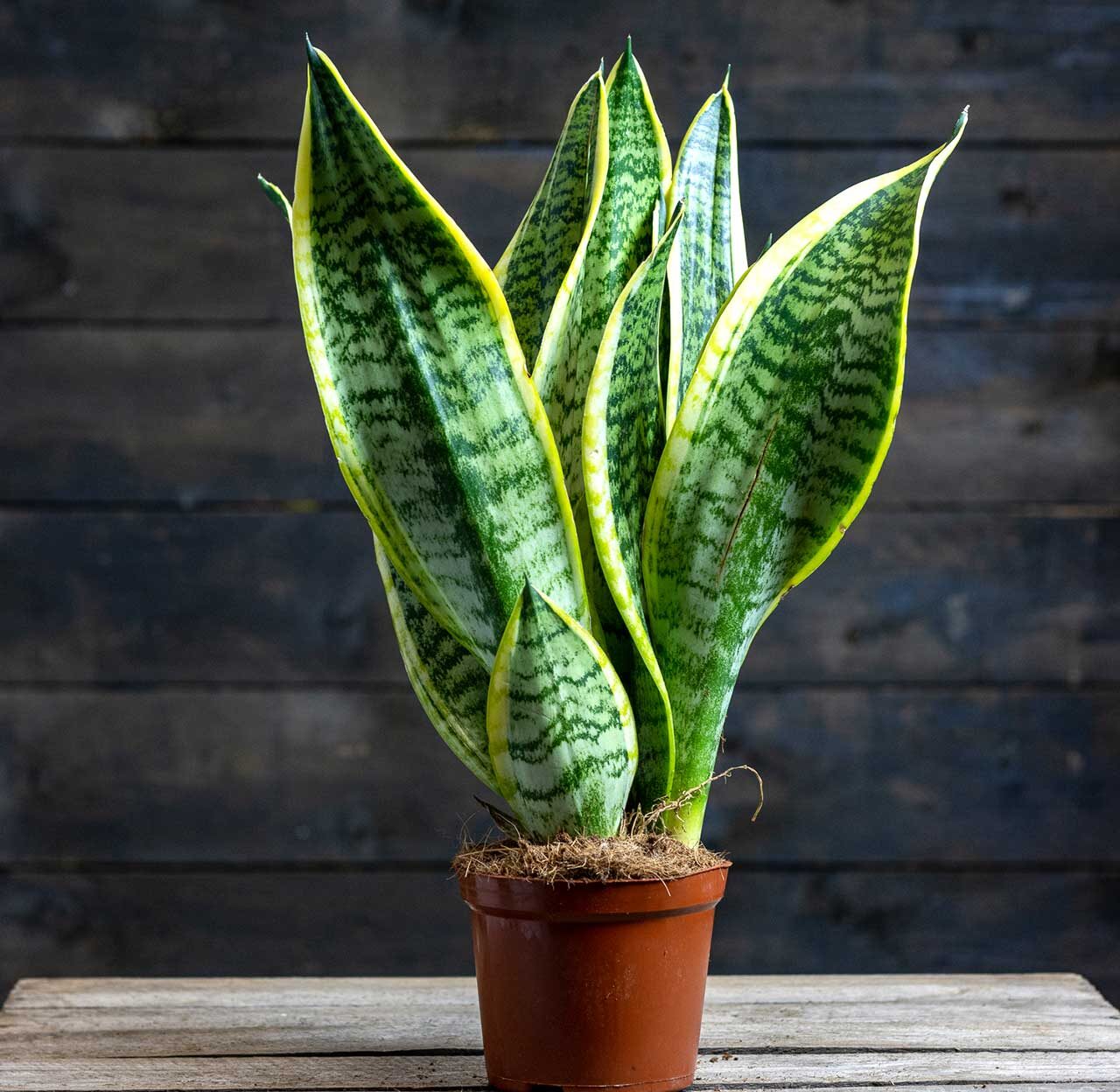 Snake Plant