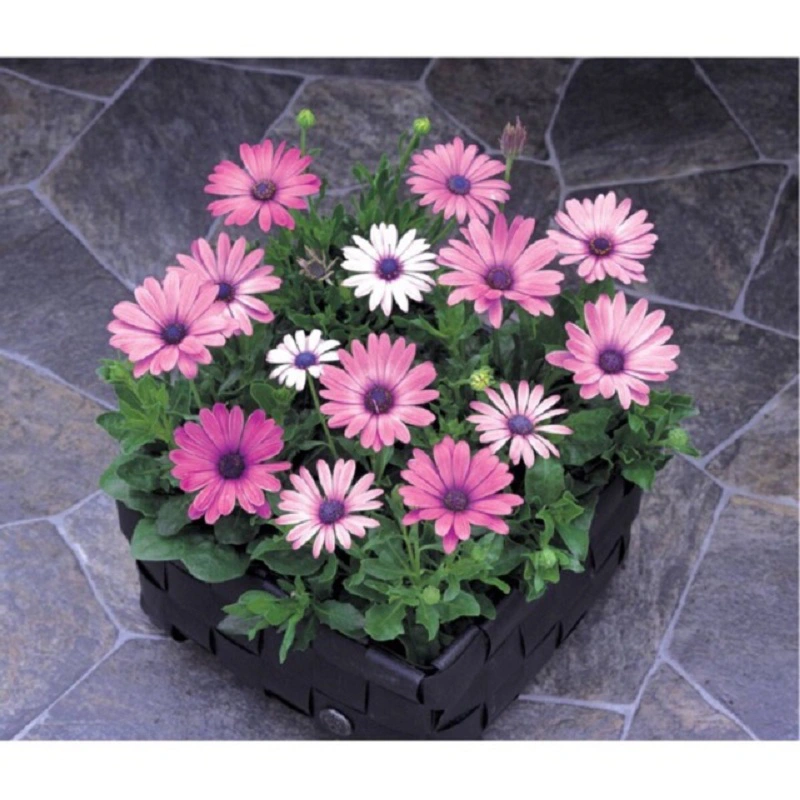 アフリカンデイジー