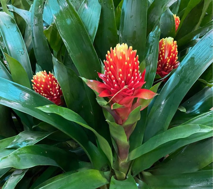 Bromeliad